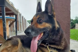 Luto na PM: morre o cão policial Argos em Criciúma