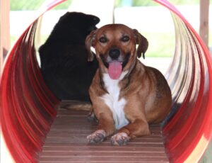 Pets precisam de cuidados especiais em dias de calor