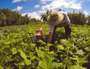 Sebrae lança projeto para o homem do campo