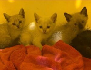 UAPA tem 350 animais para adoção em Itajaí
