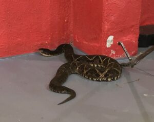 Calor intenso aumenta ocorrências com cobras