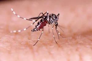 Biguaçu amplia vacinação contra Dengue