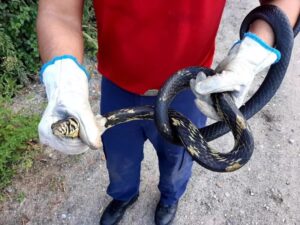 Alerta para acidentes com animais peçonhentos