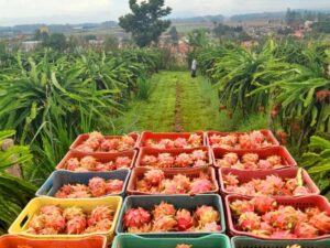 Produção da pitaia deve alcançar 6,5 mil toneladas