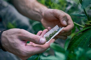 STF descriminaliza maconha para uso pessoal