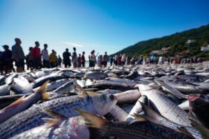 Santa Catarina luta contra limite de pesca de tainha