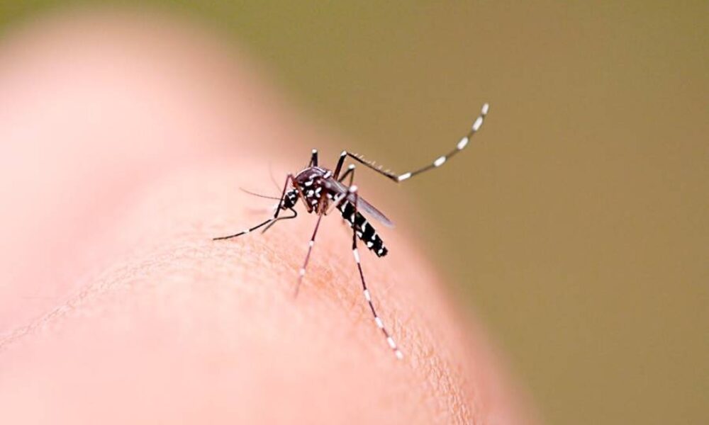 Garopaba amplia vacinação contra dengue até 16 anos