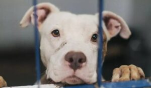 Cerca de 40 Pit Bulls esperam por adoção na capital