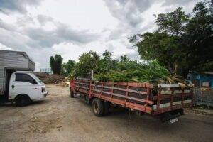 Florianópolis amplia coleta de resíduos verdes 