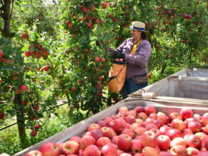 Epagri apoia produtores de maçã após granizo em SC