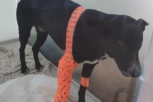 Conheça o Teco: cãozinho atropelado precisa de ajuda