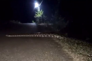 Falso: vídeo de cobra gigante em Tubarão não procede