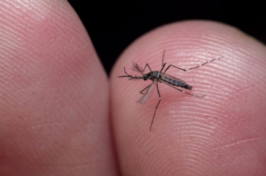 Focos do mosquito da dengue sobem em Tubarão
