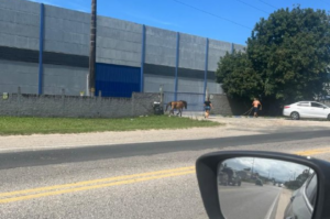 Égua é vista amarrada no forte calor em Laguna