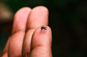 Capivari de Baixo organiza ações de combate à dengue