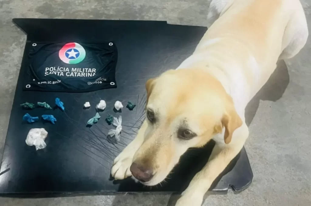 ‘Cão Marley’ encontra drogas prontas para venda em Criciúma