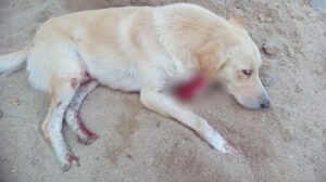 Cão ferido não recebe atendimento da prefeitura