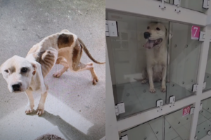 Cães vítimas de maus-tratos são resgatados em Tubarão