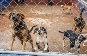 Mutirão de castração para cães será na próxima semana