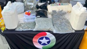 PM apreende quase 100 pés de maconha em Palhoça
