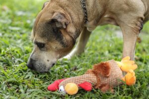 Cães idosos buscam novos tutores em Blumenau