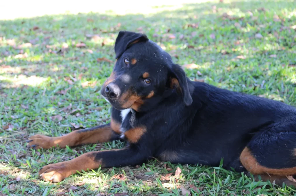Feira de Adoção Especial em Criciúma, com cães e gatos disponíveis para adoção no Parque da Prefeitura