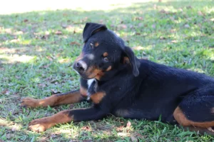 Adoção de animais: Feira especial em Criciúma