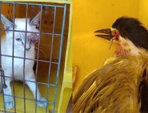 BC tem 203 ocorrências com animais em 2025