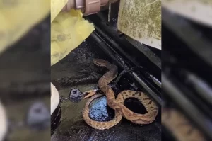 Biólogo usa azeite para salvar jararaca em SC