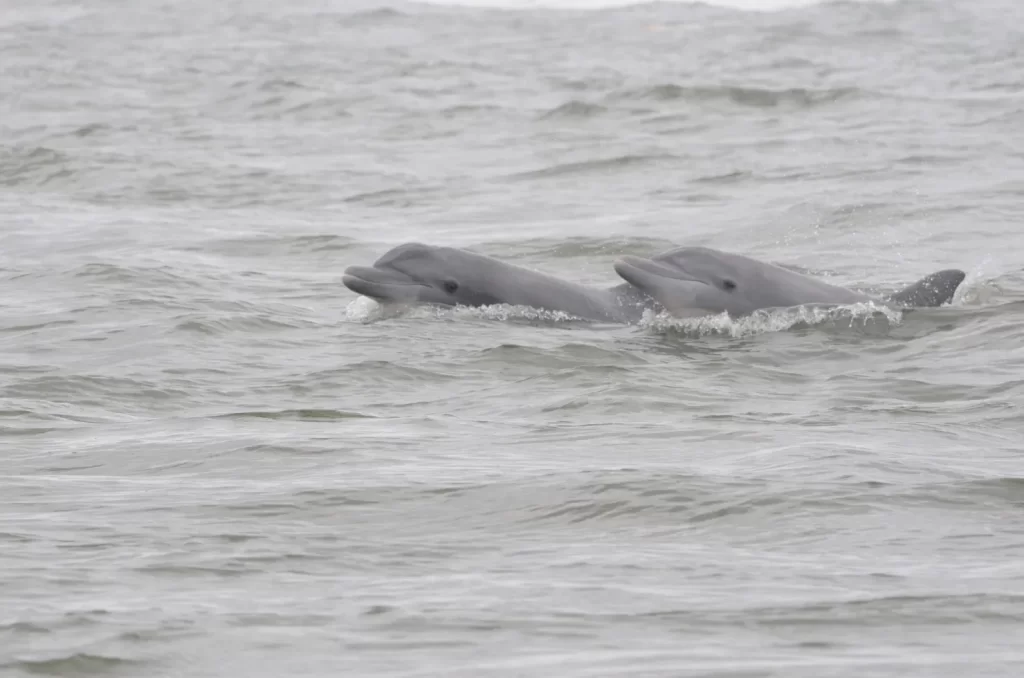 Botos nadando no Rio Araranguá durante o monitoramento científico
