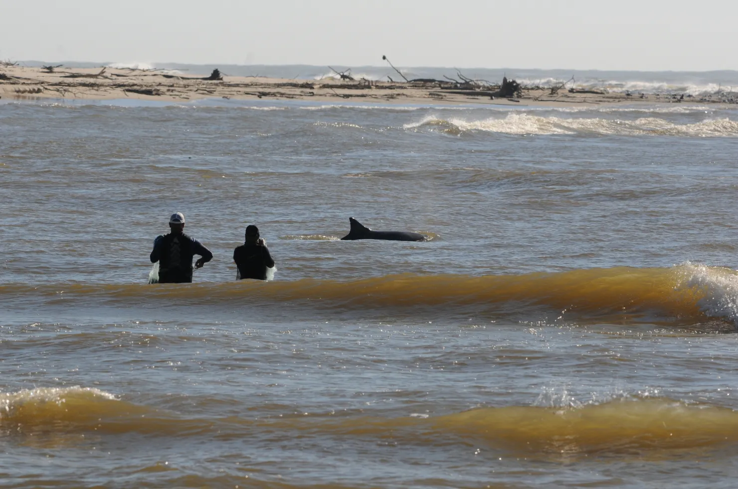 Botos nadando no Rio Araranguá durante o monitoramento científico