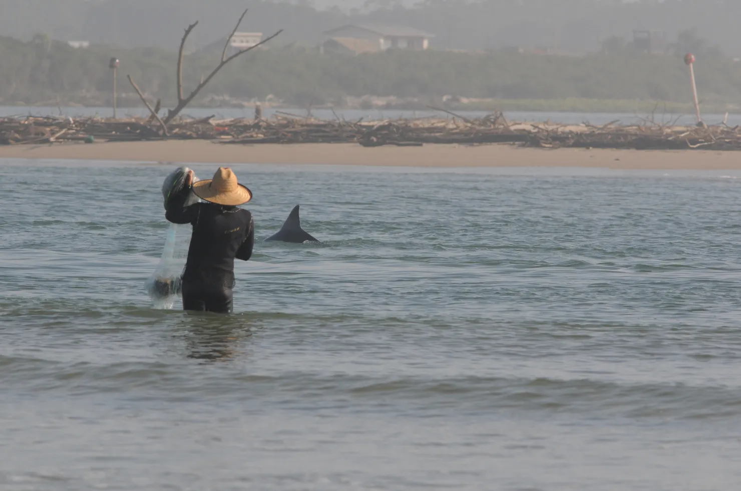 Botos nadando no Rio Araranguá durante o monitoramento científico