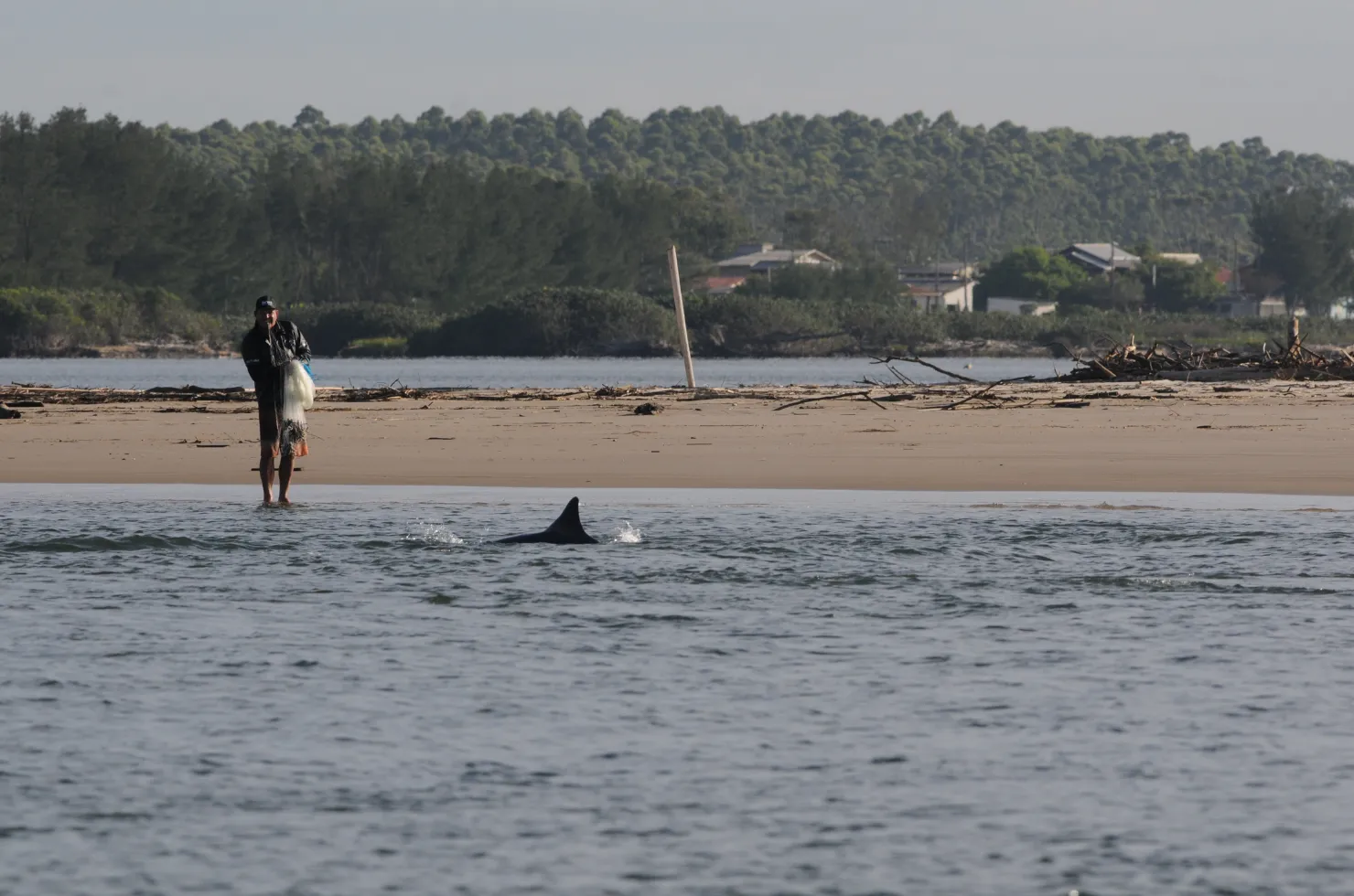 Botos nadando no Rio Araranguá durante o monitoramento científico