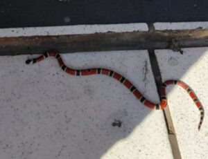 Cobra coral cai de ar condicionado de loja da Colombo