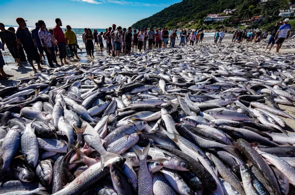 Pescadores de tainha no litoral catarinense