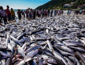 Cota para pesca da tainha desagrada setor pesqueiro