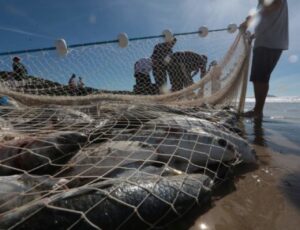 SC quer derrubar cotas para a pesca artesanal da tainha