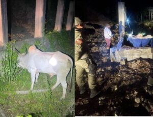 Farra do boi já começou em Bombinhas