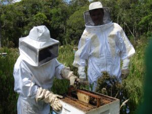Mel catarinense cresce e impulsiona exportações