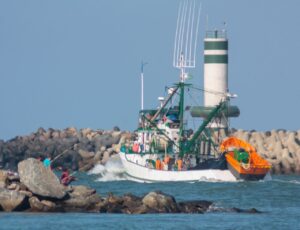 Isenção na importação de sardinha está em xeque