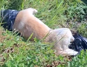 Vídeo: Mais um cão aparece morto em Navegantes