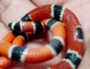 Mulher mata cobra a dentadas em SC