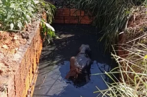 Resgate emocionante: cavalo é retirado de fossa em SC