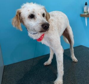 “Cãominoso” é flagrado com salame roubado em SC