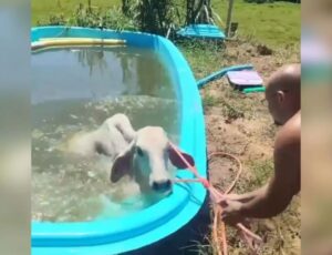 Vaca toma banho de piscina no Sul de SC