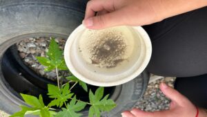 Capivari de Baixo: oitavo foco do mosquito da dengue