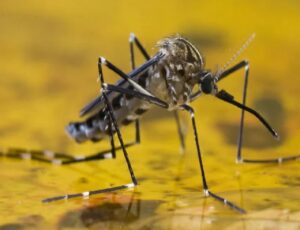 Terapia diminui mortes por febre amarela em 84%