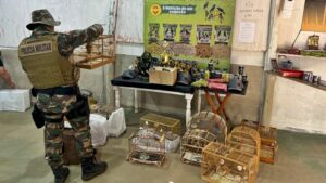 PM impede torneio ilegal de pássaros em Florianópolis