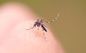 Dengue causa os primeiros óbitos em Santa Catarina