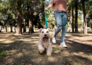 Morro da Fumaça realiza primeira Cãominhada